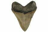 Fossil Megalodon Tooth - North Carolina #257746-2